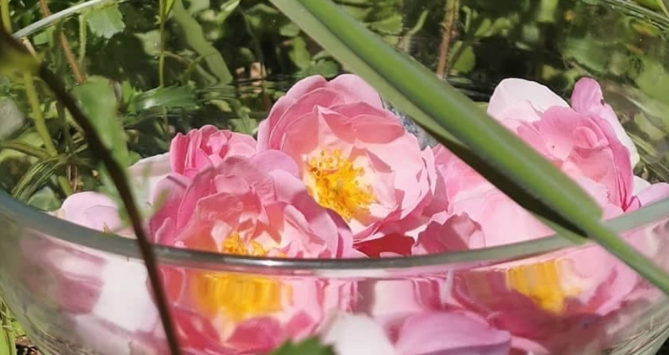Wild rose fleurs de Bach Wild rose fleurs de Bach